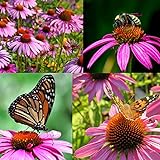Purple Coneflower Seeds, Over 5300 Echinacea Seeds for Planting, Non-GMO, Heirloom Flower Seeds Photo, best price $8.47 new 2024