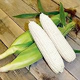 CEMEHA SEEDS - White Corn Sweet Non GMO Vegetable for Planting Photo, best price $6.95 ($0.28 / Count) new 2024