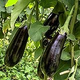 Black Beauty Aubergine Samen für ca. 20 Pflanzen - ertragreiche Sorte mit dunkelvioletten Früchten Foto, bester Preis 1,59 € (0,08 € / stück) neu 2024