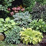 Mixed Hosta Perennials (6 Pack of Bare Roots) - Great Hardy Shade Plants Photo, best price $21.20 ($3.53 / Count) new 2024