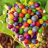 TENGGO Egrow 50 Teile/Paket Traubenkernen Regenbogen Colorful Garten Obst Pflanzen Süße Kyoho Traubenkerne Foto, bester Preis 8,20 € neu 2024