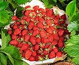 CEMEHA SEEDS - Alpine Strawberry Regina Everbearing Berries Indoor Non GMO Fruits for Planting Photo, best price $8.95 ($0.30 / Count) new 2024