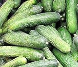 50 Rhinish Pickle Cucumber Seeds | Non-GMO | Heirloom | Fresh Garden Seeds Photo, best price $6.95 new 2024