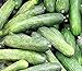 Photo 50 Rhinish Pickle Cucumber Seeds | Non-GMO | Heirloom | Fresh Garden Seeds