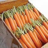 David's Garden Seeds Carrot Napoli 1122 (Orange) 200 Non-GMO, Hybrid Seeds Photo, best price $3.95 new 2024