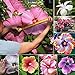 Foto Semillas de plantas semillas de flores 200pcs/bolsa Hibiscus semillas coloridas ornamentales fáciles de plantar mezcla color Hibiscus semillas de flores para Bonsai - Semillas de Hibiscus