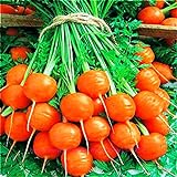 Seeds4planting - Seeds Sweet Carrot Paris Market Round Red Heirloom Vegetable Non GMO Photo, best price $8.94 new 2024