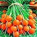 Photo Seeds4planting - Seeds Sweet Carrot Paris Market Round Red Heirloom Vegetable Non GMO
