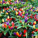 5 Color Pepper Plant Seeds for Planting | 25+ Seeds | Exotic Garden Seeds to Grow Multicolored Peppers | Amazing Photo, best price $8.29 ($0.33 / Count) new 2024