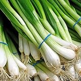 1000 Scallion Seeds, A.k.a Green Onion, Spring Onion. Grow Spring/ Late Summer/fall Photo, best price $3.30 new 2024