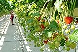 Auntwhale 100 semillas de fresas trepadoras Foto, mejor precio 3,99 € nuevo 2024