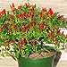 Foto N.E.W Hot Heirloom 50/Lot Thai Sun Hot Pfeffer Capsicum Pfeffer Ornament Chili Samen Bonsai Pflanze Mini Hot Pepper Samen