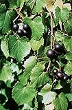 5 Samen von Vitis rotundifolia PURPLE Muscadine Traubenkernen Foto, bester Preis 14,99 € neu 2024