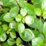 фотографија Акваријум Акваријумске Биљке Подилазе Жмарци Лудвигиа, Уски Лист Лудвигиа, Ludwigia repens, зелена