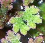 Nuotrauka Akvariumas Vandens Augalai Fairy Samanos Azolla paparčiai, Azolla caroliniana, žalias