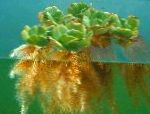 照 水族馆 水生植物 水浮莲, Pistia stratiotes, 绿