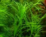 水筛属藻越南