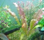 φωτογραφία ενυδρείο υδρόβια φυτά Κυματιστές Άκρες Swordplant, Αναστατωμένα Aponogeton, Aponogeton crispus, κόκκινος