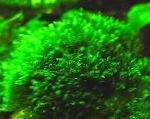 Foto Akvārijs ūdensaugi Fissidens Splachnobryoides sūnas, zaļš