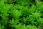 სურათი აკვარიუმი წყლის მცენარეები Hart ენა Thyme Moss ხავსები, Plagiomnium undulatum, მწვანე