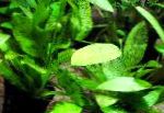 Echinodorus Yeşil Ozelot