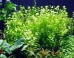 照 水族馆 水生植物 婴儿的眼泪, Lindernia rotundifolia, 绿