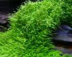 禾叶狸藻