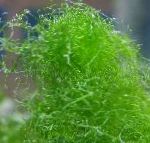 სპაგეტი წყალმცენარეები (მწვანე თმის წყალმცენარეები)