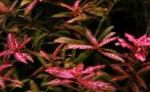 Fil Akvarium Vattenväxter Dvärg Hygrophila, Hygrophila polysperma, Röd