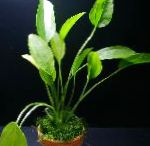 Photo Aquarium Aquatic Plants Echinodorus aschersonianus, Green