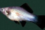 Фото Акваріумні Рибки Меченосец, Xiphophorus helleri, Сріблястий