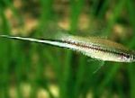 fotoğraf Akvaryum Balıkları Swordtail, Xiphophorus helleri, yeşil