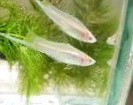 Swordtail characteristics and care
