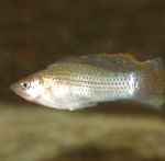 zdjęcie Ryby Akwariowe Molinezja Szerokopłetwa, Poecilia velifera, Srebrny
