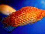 φωτογραφία τα ψάρια ενυδρείου Sailfin Molly, Poecilia velifera, Κόκκινος