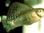 φωτογραφία τα ψάρια ενυδρείου Sailfin Molly, Poecilia velifera, Πράσινος