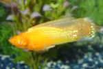 фотографија Акваријумске Рибице Саилфин Молли, Poecilia velifera, злато
