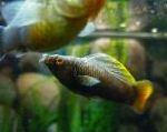 фотографија Акваријумске Рибице Саилфин Молли, Poecilia velifera, браон