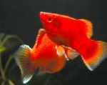 Photo Aquarium Fish Xiphophorus maculatus, Xiphophorus maculatus, Platypoecilus maculatus, Red