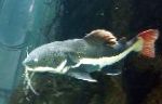 Red-tailed Catfish