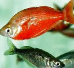 Rainbowfish Dearg