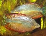 Nuotrauka Akvariumas Žuvys Melanotaenia Splendida Inornata, margas