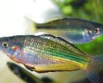 Murray River Regenbogenfisch