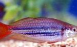 ჯუჯა Rainbowfish