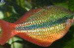富豪Rainbowfish的