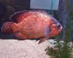 Foto Akvaariumikala Tiiger Oscar, Astronotus ocellatus, punane