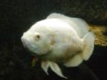 Photo Aquarium Fish Tiger Oscar, Astronotus ocellatus, White
