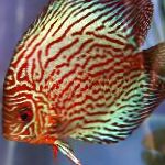 Photo Aquarium Fish Red discus, Symphysodon discus, Striped