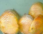 fotografie Akvarijní Ryby Red Discus, Symphysodon discus, Žlutý