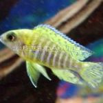 Blue Peacock Cichlid characteristics and care
